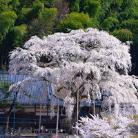 大きくその枝を広げる満開の大安寺しだれ桜の写真