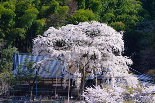 大きくその枝を広げる満開の大安寺しだれ桜