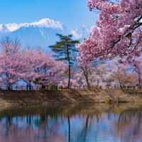風にそよぐ池の水面に淡く映る六道の堤の春景色の写真