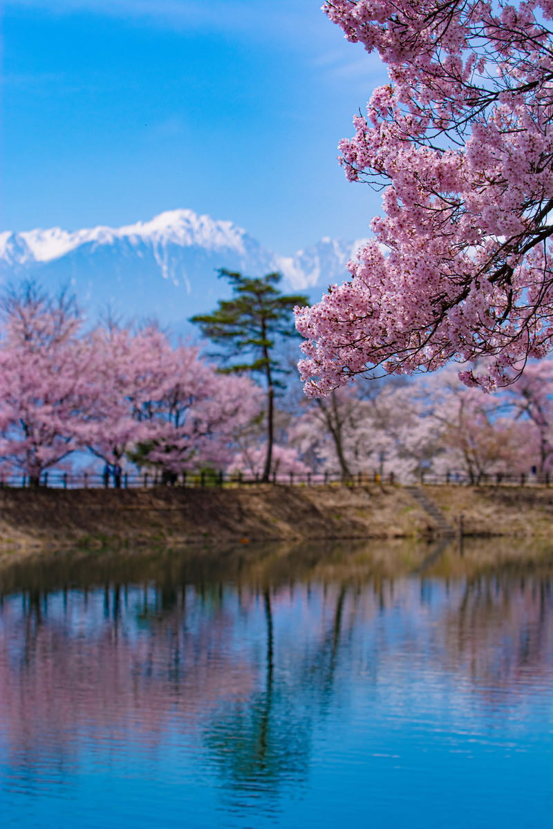 満開の桜が池に映る六道の堤の春景色、雪の山を背景に