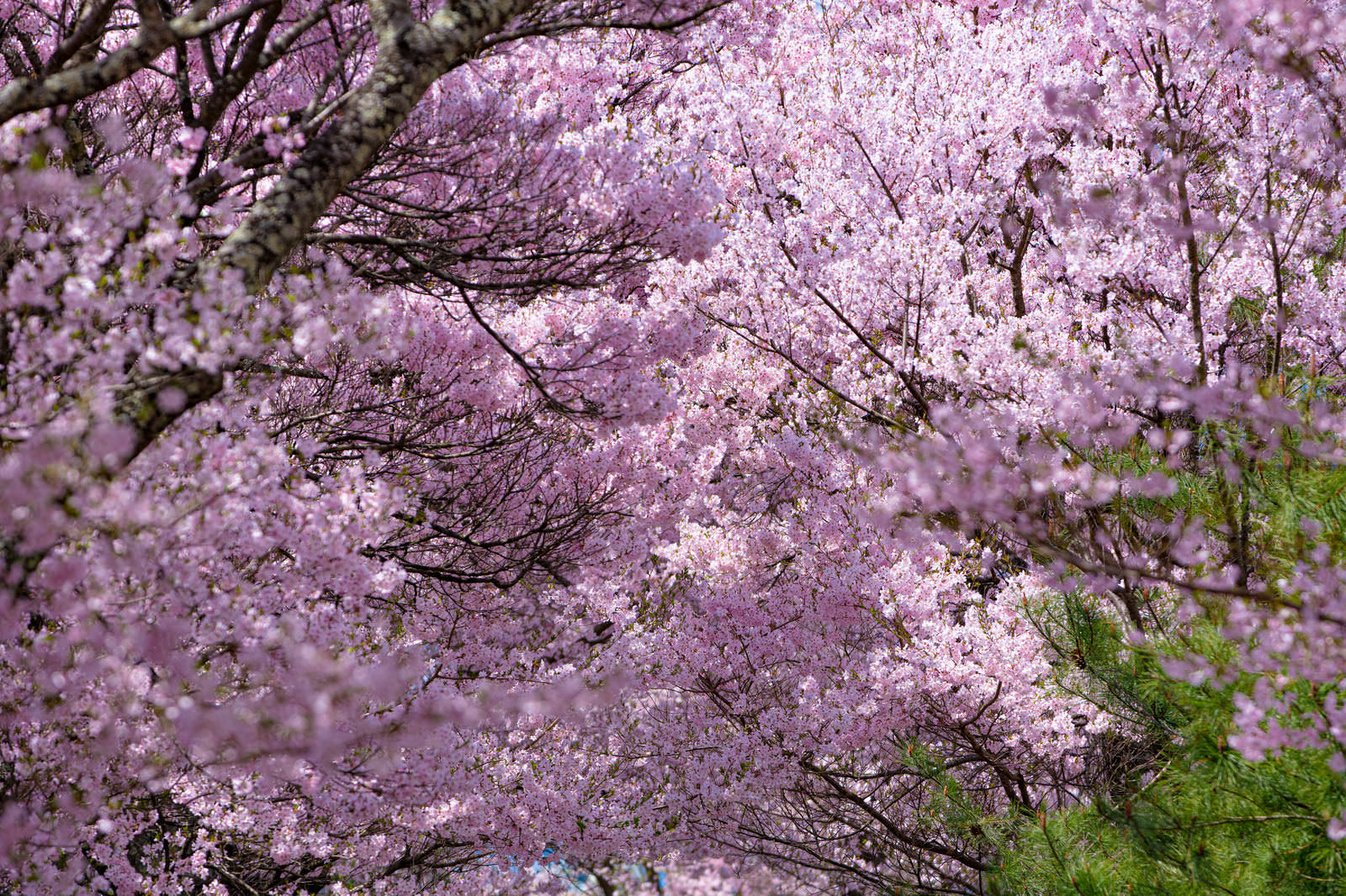 濃い茶色の枝に密集したピンク色と白い満開の桜の花