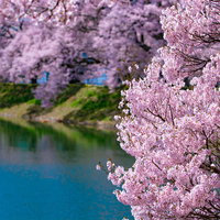 池のほとりを彩る満開のタカトオコヒガンザクラの写真