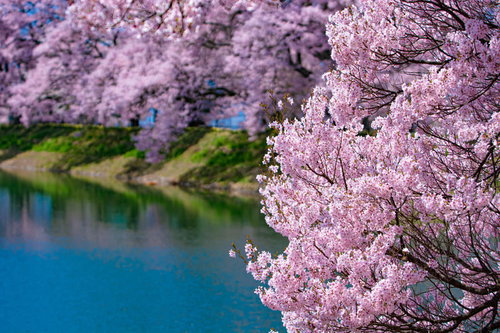 池のほとりを彩る満開のタカトオコヒガンザクラ