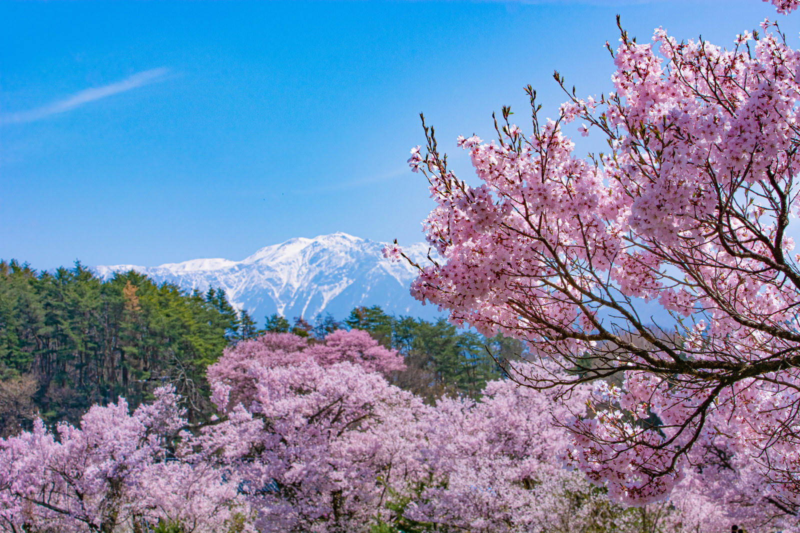 南アルプスを背景に満開の桜が咲く六道の堤の春景色