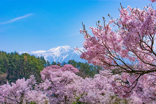 池のほとりを歩けば桜の向うに南アルプスも望める六道の堤
