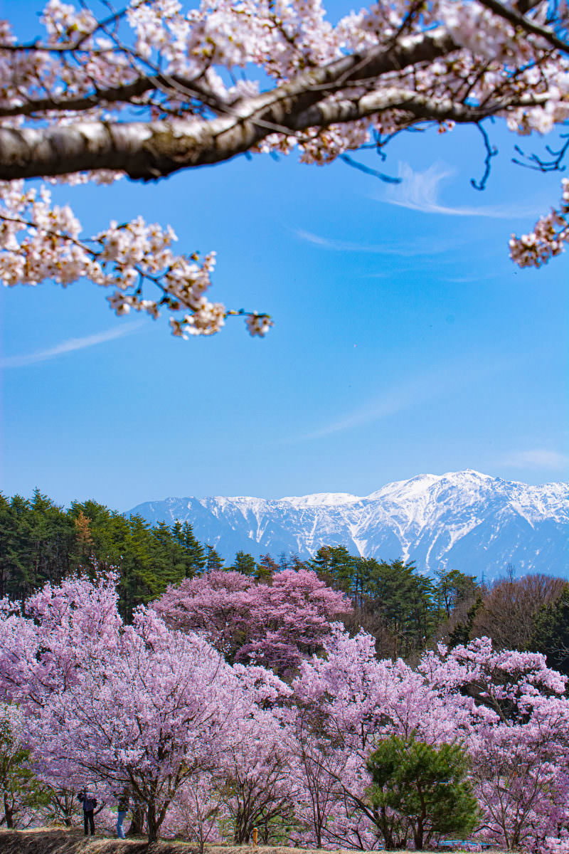 咲き誇る桜の向こうに見える雪化粧した南アルプスの山並み