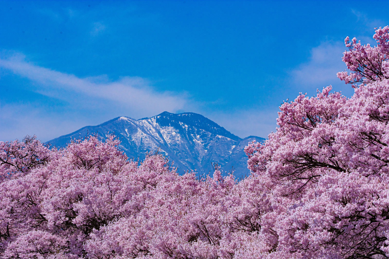 青空を背景に、ピンク色の満開桜と雪山が見える春景色