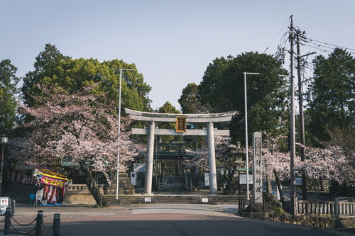 桜に囲まれた針綱神社の鳥居