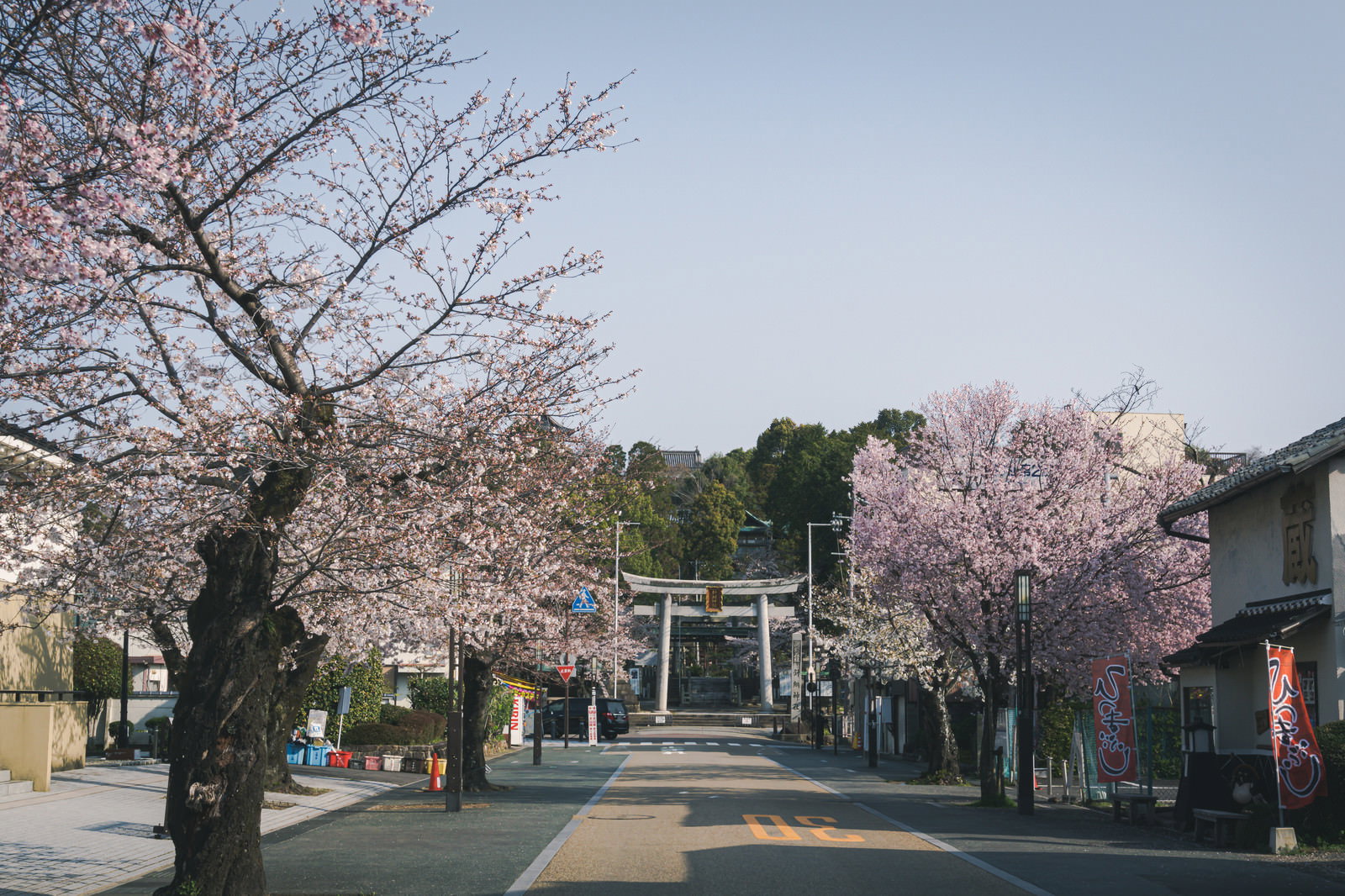 犬山城下町の道路沿いに満開の桜が咲く朝の風景
