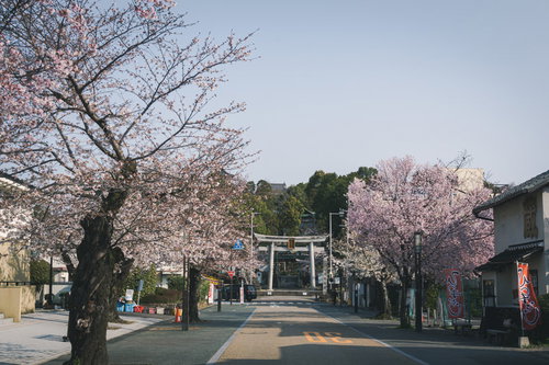 満開の桜の犬山城下町の朝