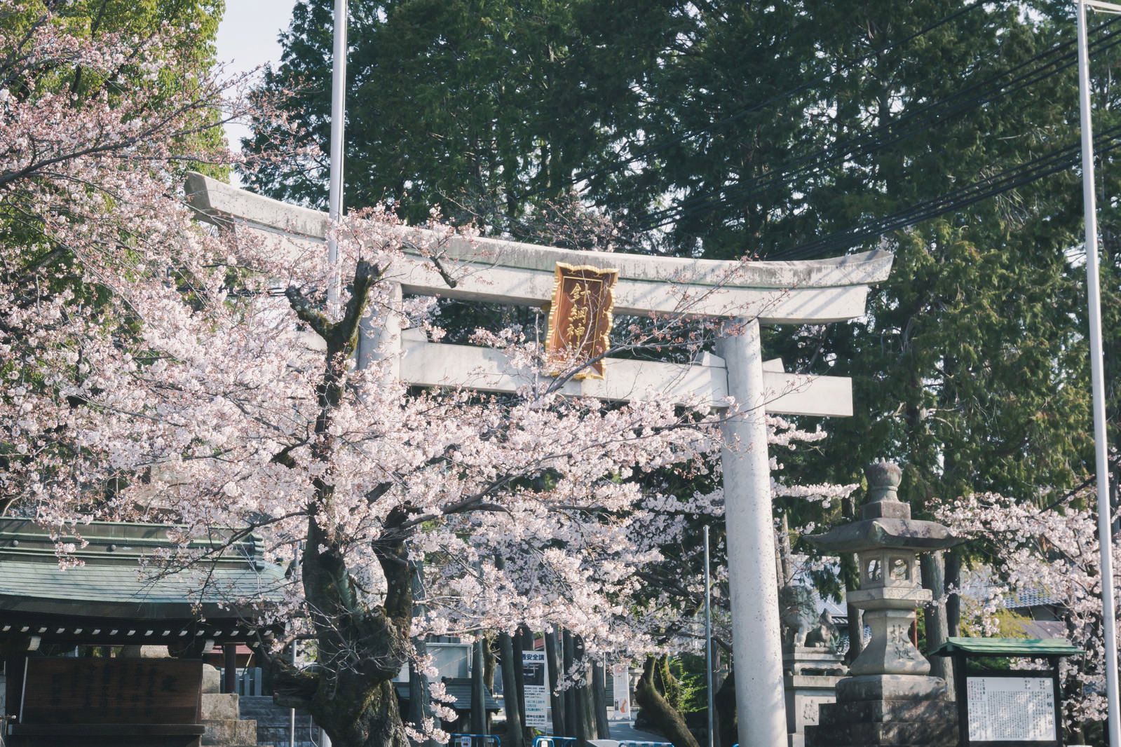 針綱神社の朱色の鳥居と満開の桜が咲く境内の風景