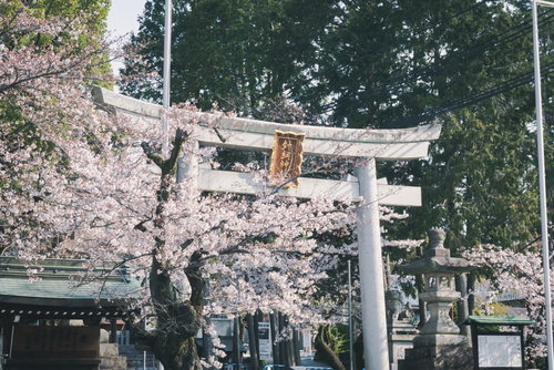 美しく咲き誇る桜を従える堂々とした針綱神社の鳥居