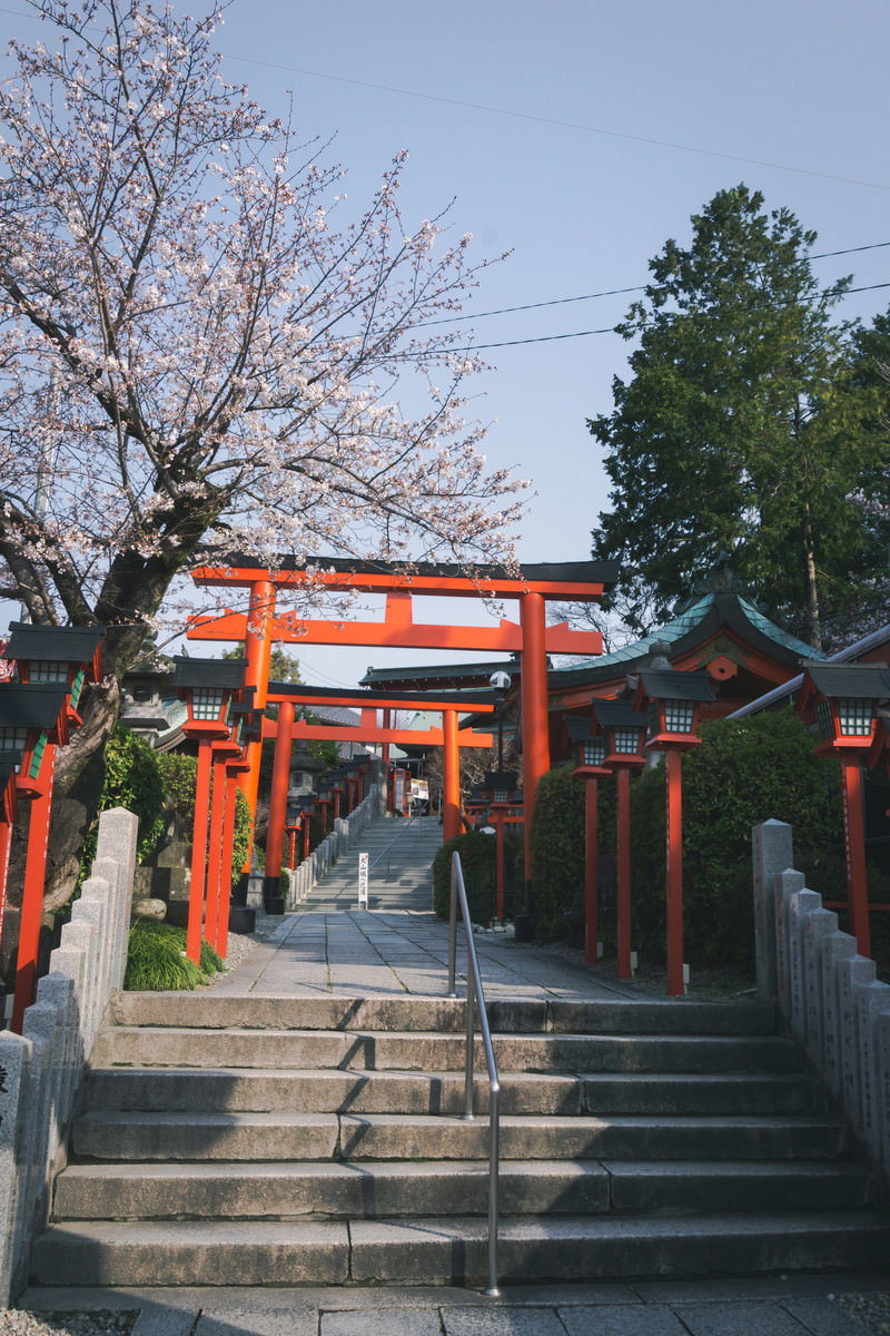 三光稲荷神社の朱色の鳥居が連なる石段の参道と咲き始めの桜