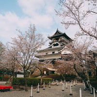 桜が咲き始めた本丸跡に並べられた行列整理用のポールと赤色が映える休憩用の床几台の写真