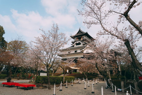 桜が咲き始めた本丸跡に並べられた行列整理用のポールと赤色が映える休憩用の床几台