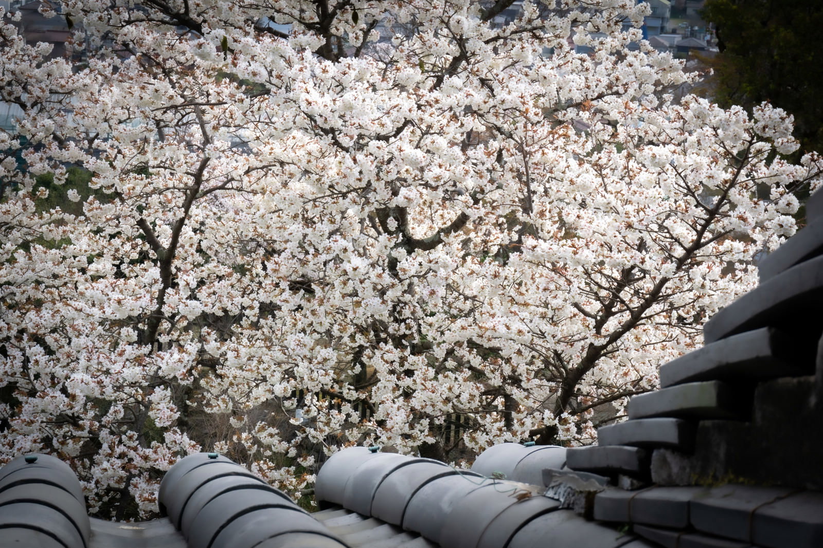 満開の桜の花と瓦屋根を上から見下ろした春の風景