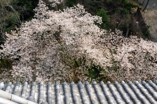 天守閣の瓦屋根と桜を見下ろす