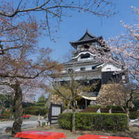 犬山城城内の桜の下に並ぶ赤い床几台の写真