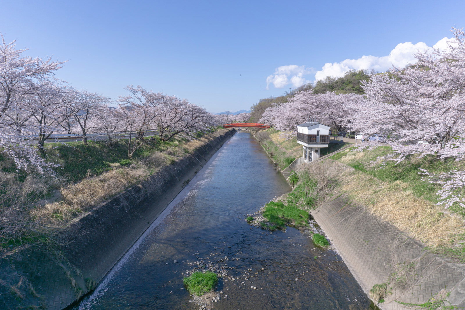 岐阜県各務原市の新境川に架かる赤い橋と両岸の満開の桜並木