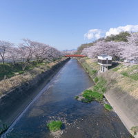 新境川の春（岐阜県 各務原市）の写真
