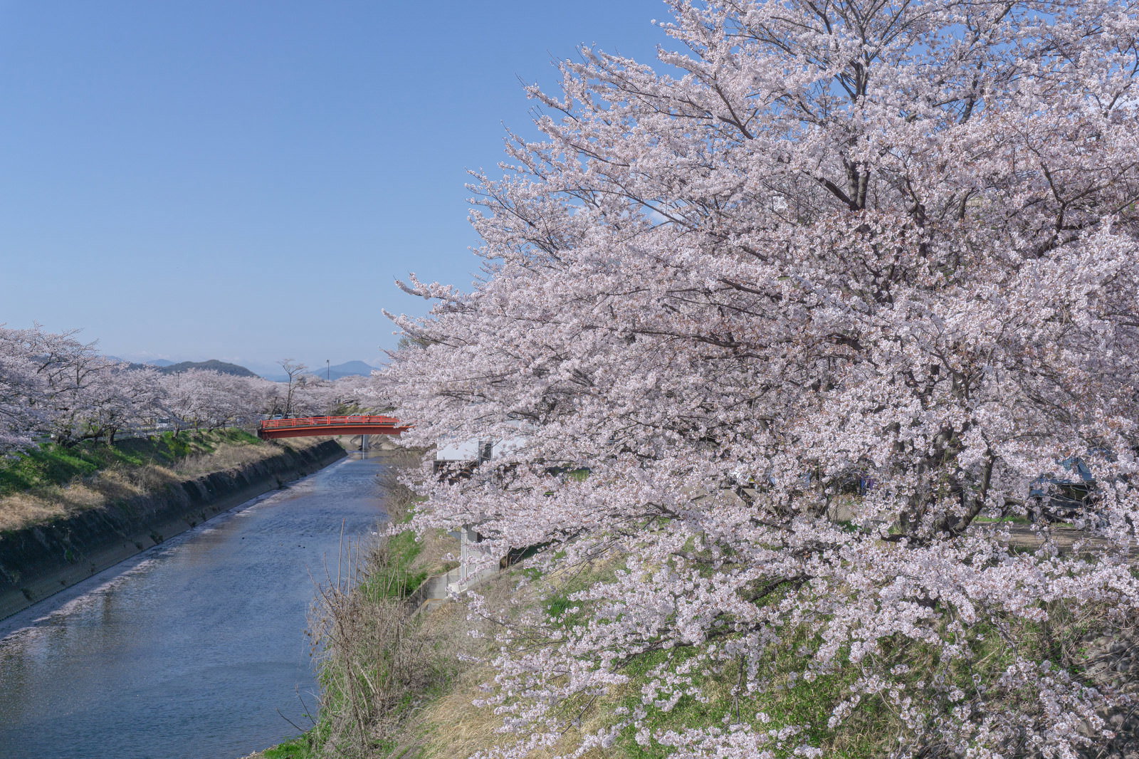 新境川沿いの満開の桜とアーチ橋