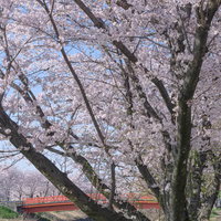 見頃の桜の向うに見える赤い橋の写真