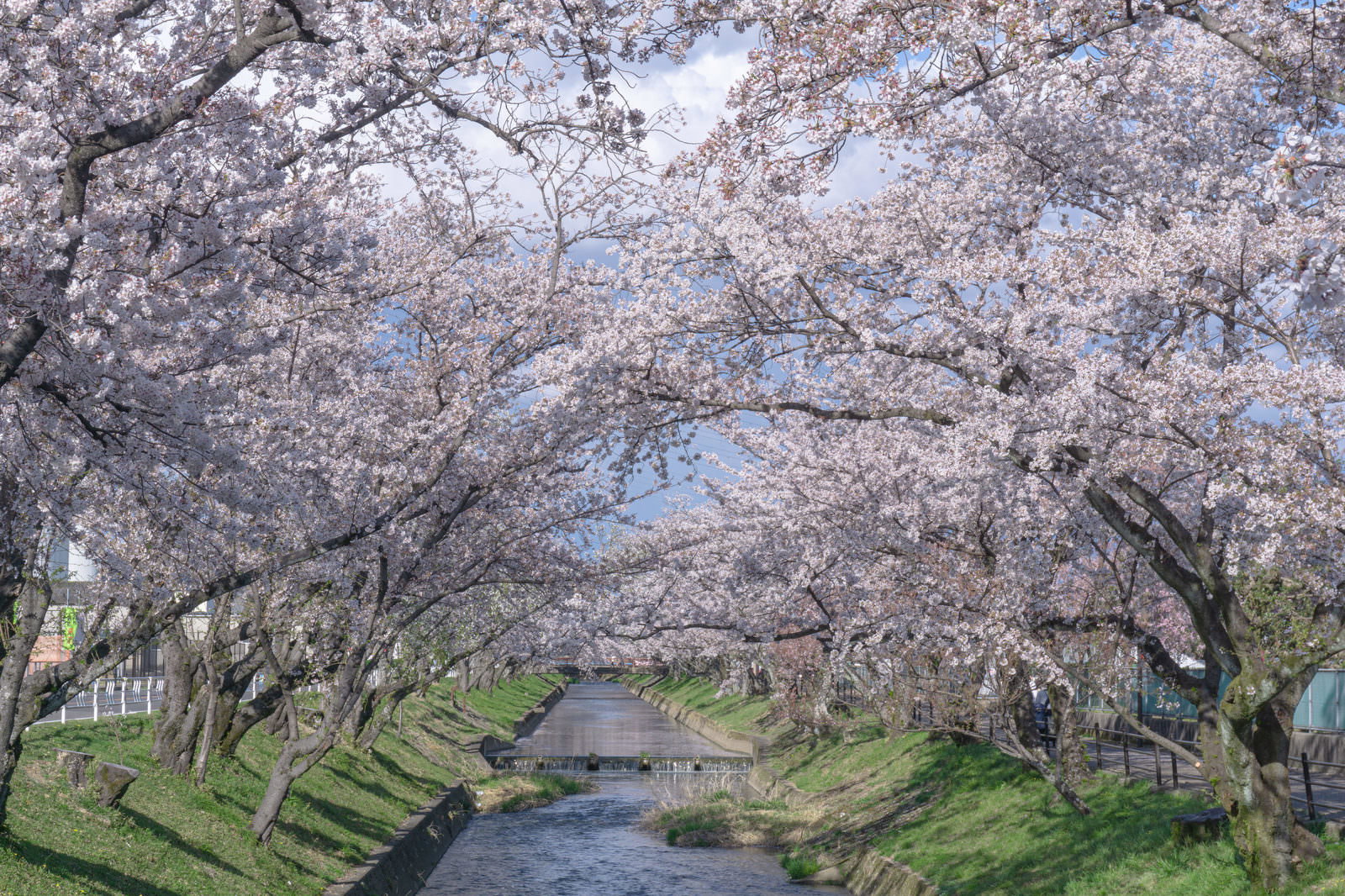 五条川沿いの満開の桜並木