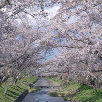 五条川の桜（愛知県 大口町）の写真