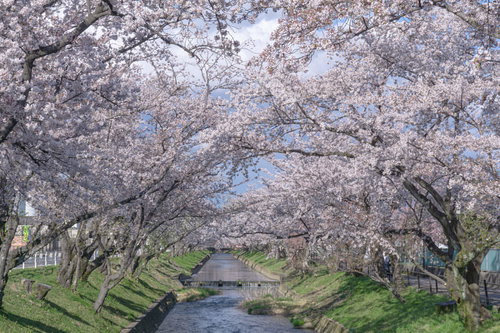 五条川の桜（愛知県 大口町）
