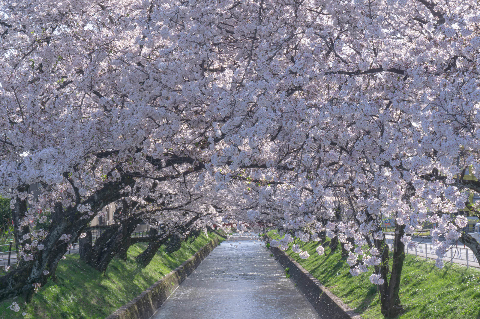 川沿いに続く満開の桜並木
