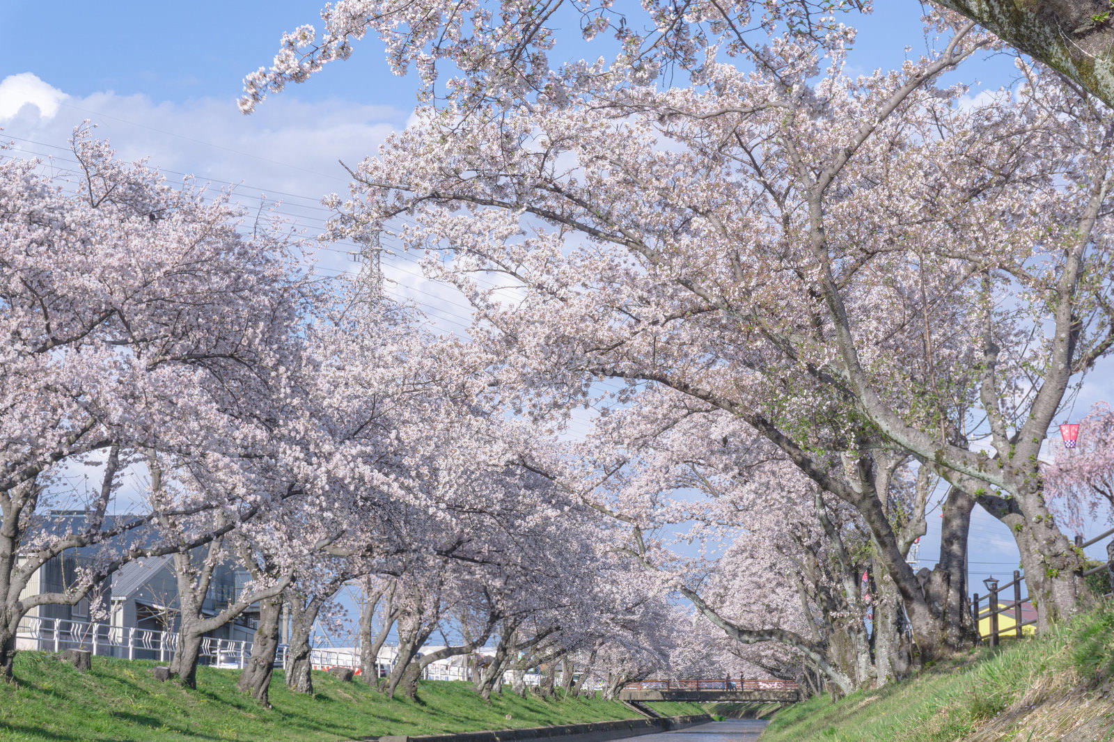 五条川沿いの満開の桜並木を見上げたアングルの風景