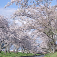 五条川のほとりに降りて見揚げる桜の写真