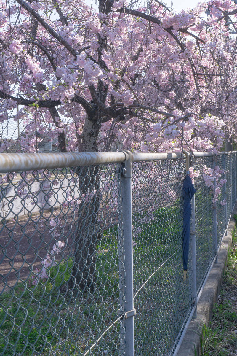 満開の桜並木の下のフェンスにかけられた青い傘