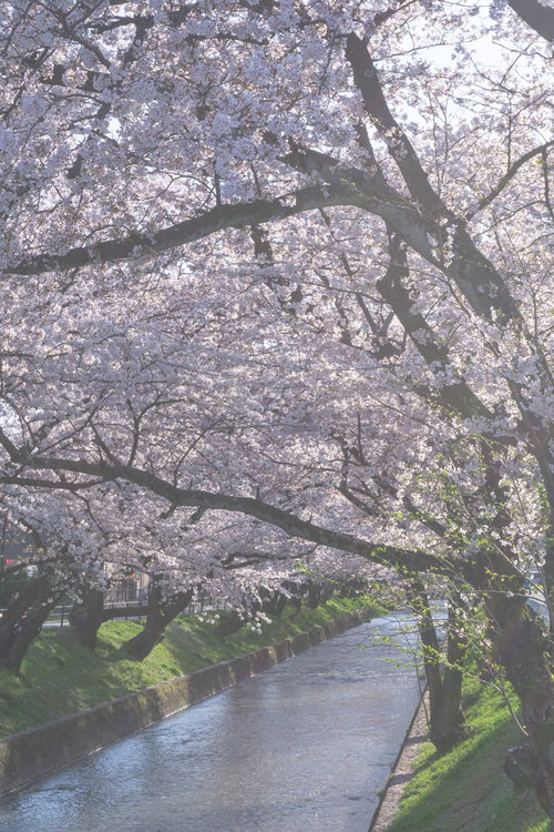 春の柔らかな日差しの桜と小川