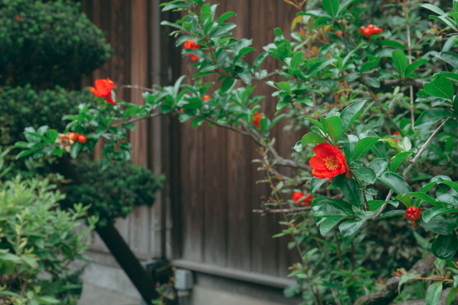 板壁を背景に鮮やかなオレンジ色の花を咲かせるザクロの木