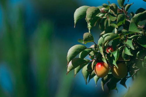 ほんのりと紅にそまった梅の実