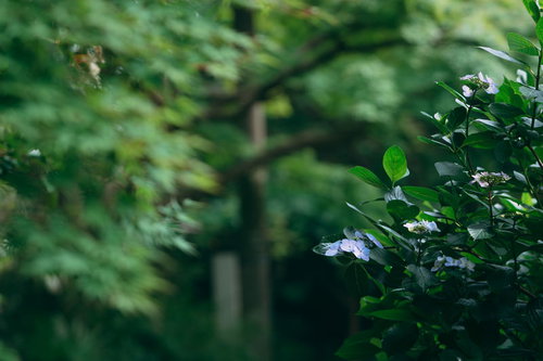 緑燃える季節の中のガクアジサイ
