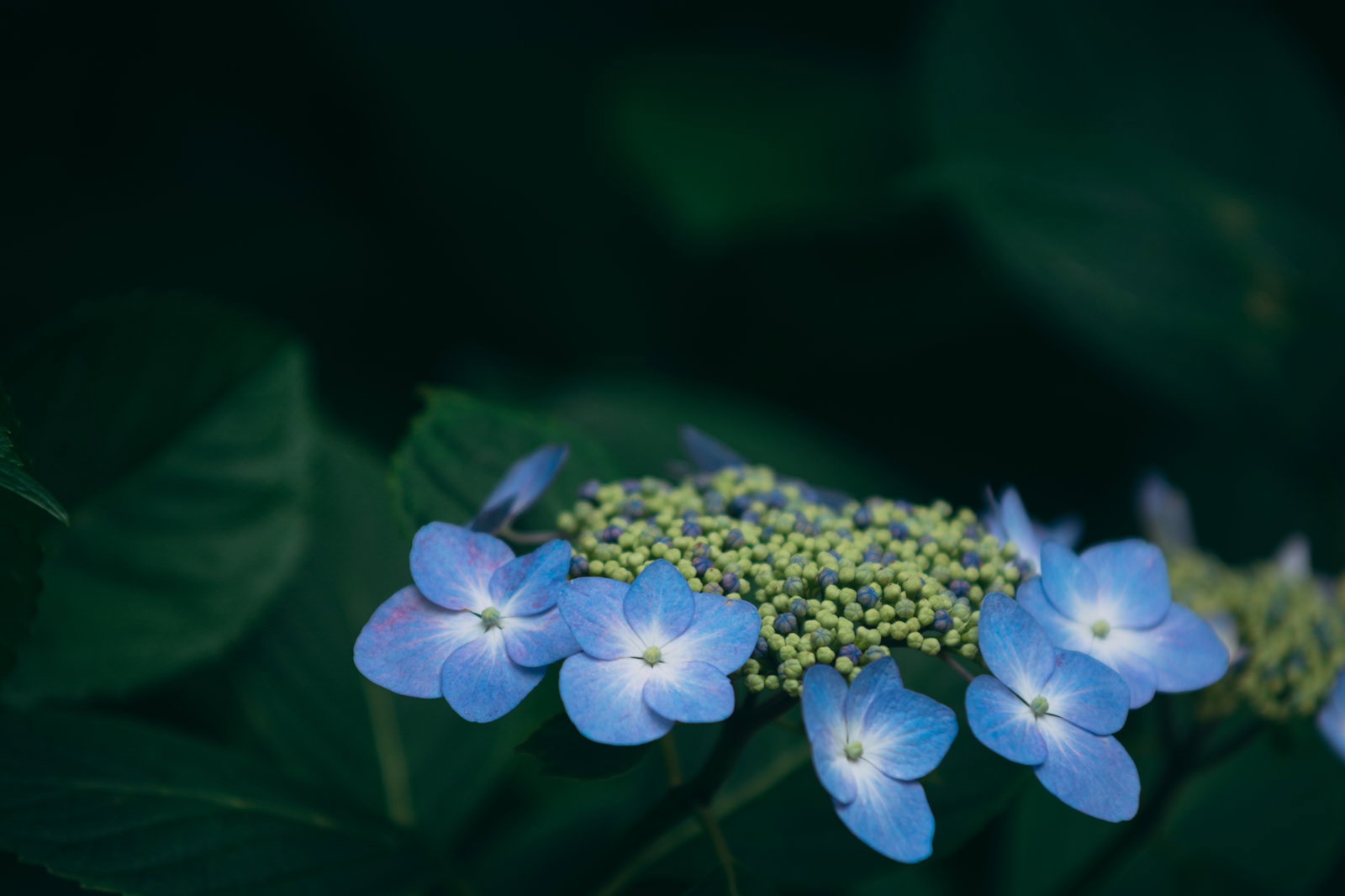 濃い緑の葉に囲まれて咲く青いガクアジサイの花