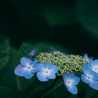 濃い緑の葉の中に浮かぶガクアジサイの写真