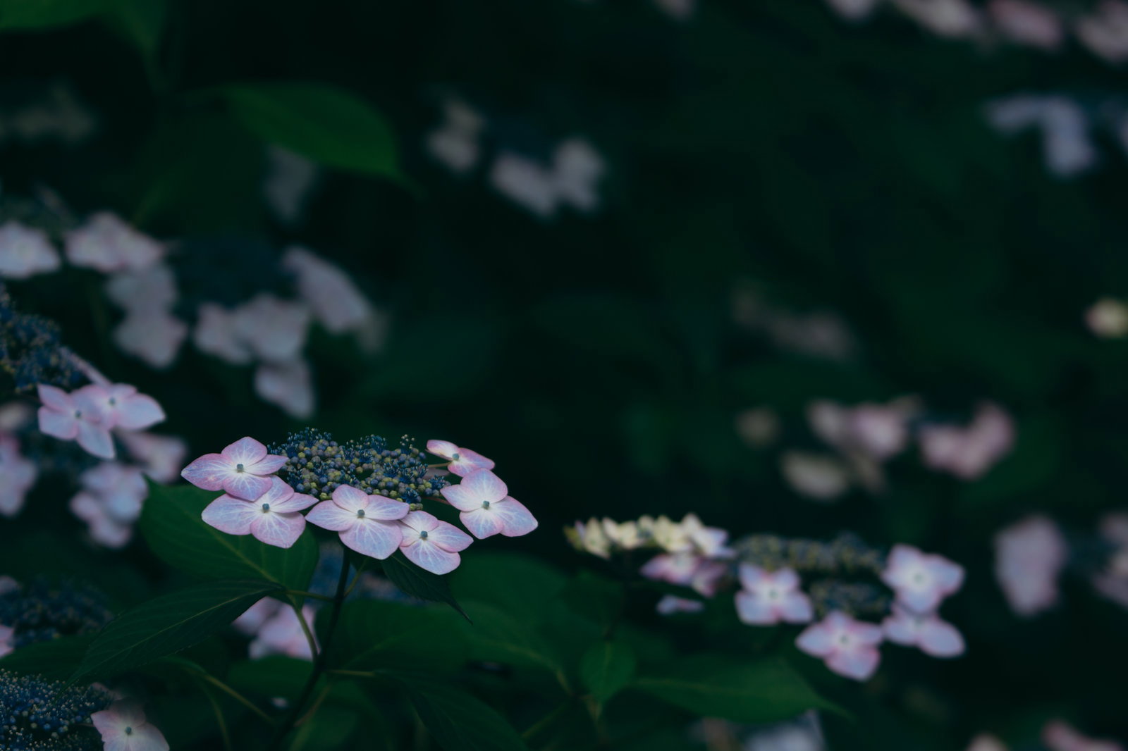 薄紫色の紫陽花が木陰の暗い背景に鮮やかに映える梅雨の季節の花