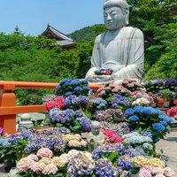 お地蔵様を囲むように並べられた紫陽花とその向こうに見える手のひらに紫陽花を抱えた大仏様の写真