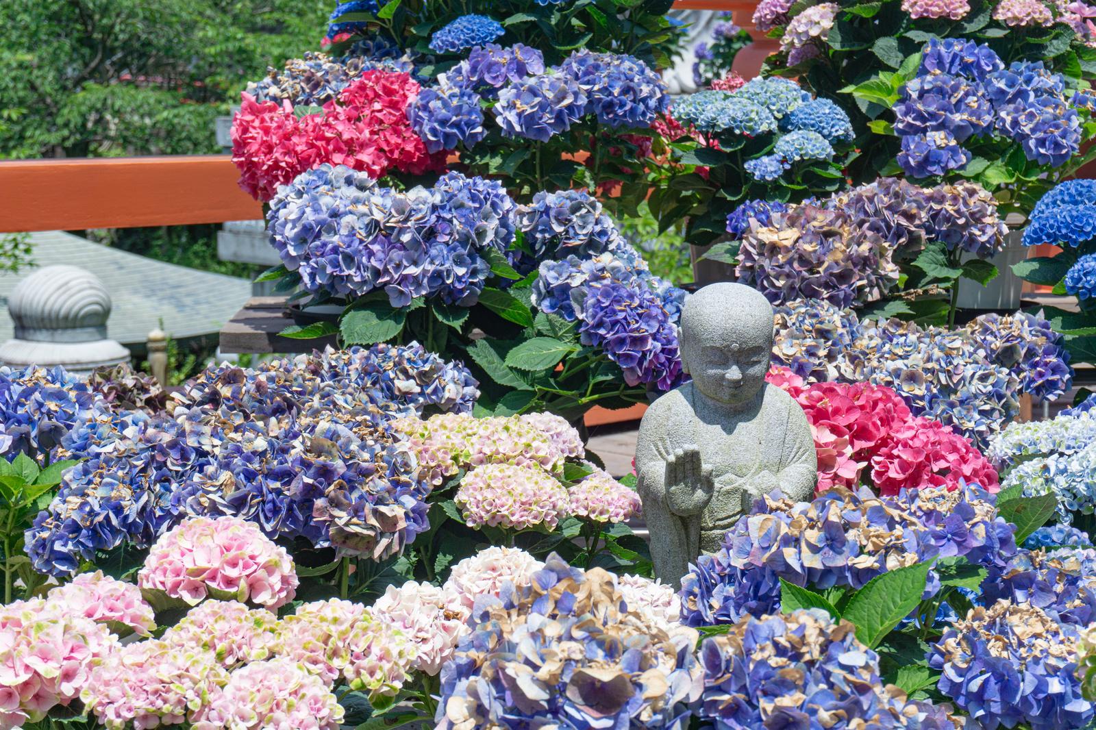 壷阪寺の紫陽花に囲まれた石仏。色あせた青紫の花と緑に囲まれている