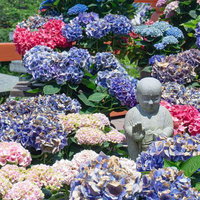 強い日差しに焼かれ色あせてしまった紫陽花とその中でやさしく微笑む石仏の写真