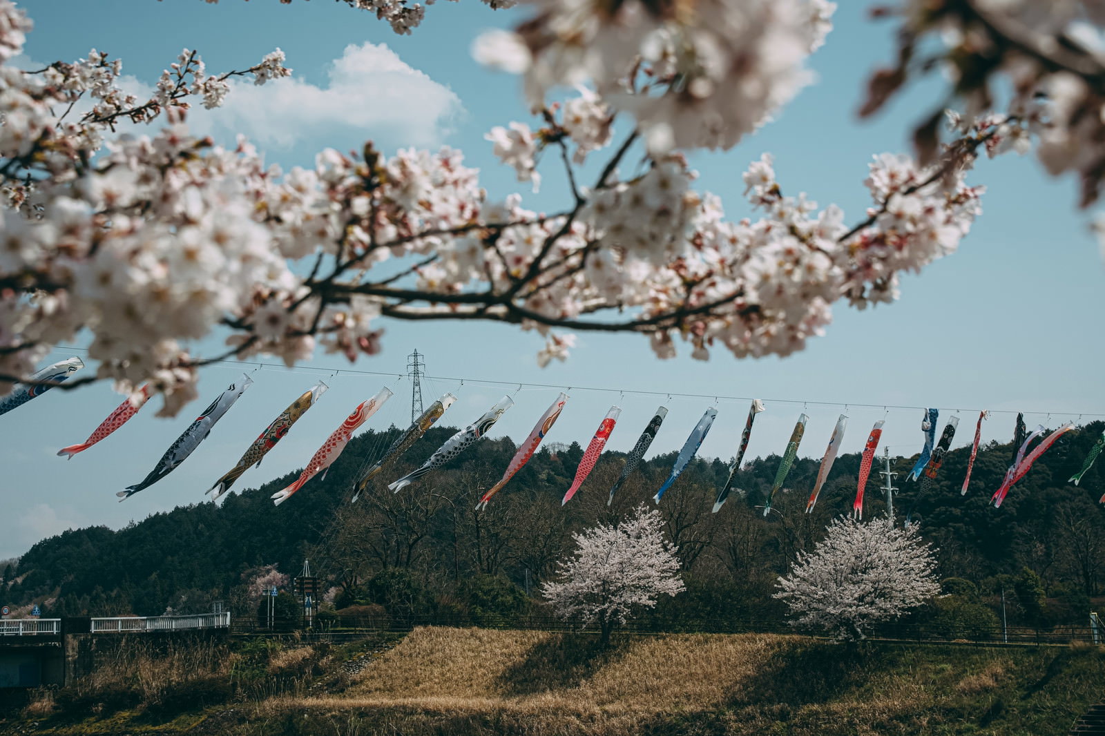 桜の枝越しに青空を背景として風になびく色とりどりの鯉のぼり