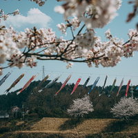 桜の枝越しに並ぶ鯉のぼりの写真