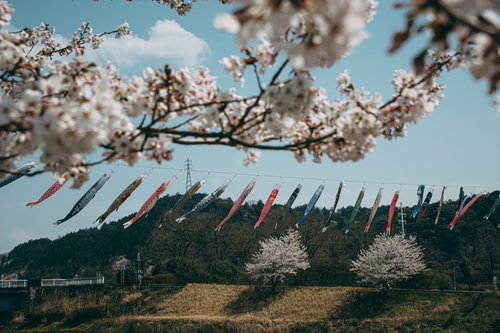 桜の枝越しに並ぶ鯉のぼり