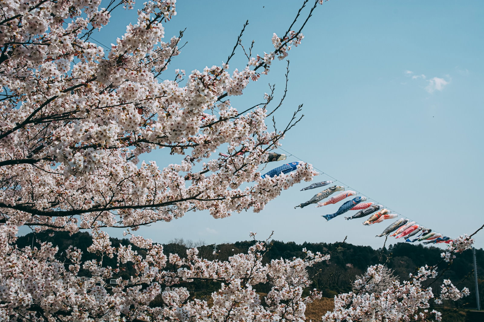 満開の桜と青空の中を泳ぐカラフルな鯉のぼり