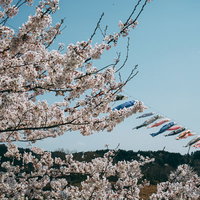 満開の桜と青空の中泳ぐ鯉のぼりの写真