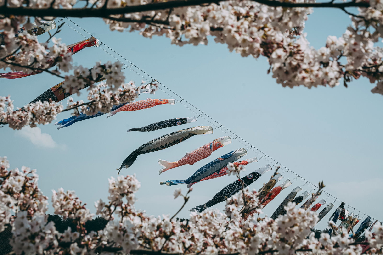 満開の桜に囲まれて青空に泳ぐ色とりどりの鯉のぼり