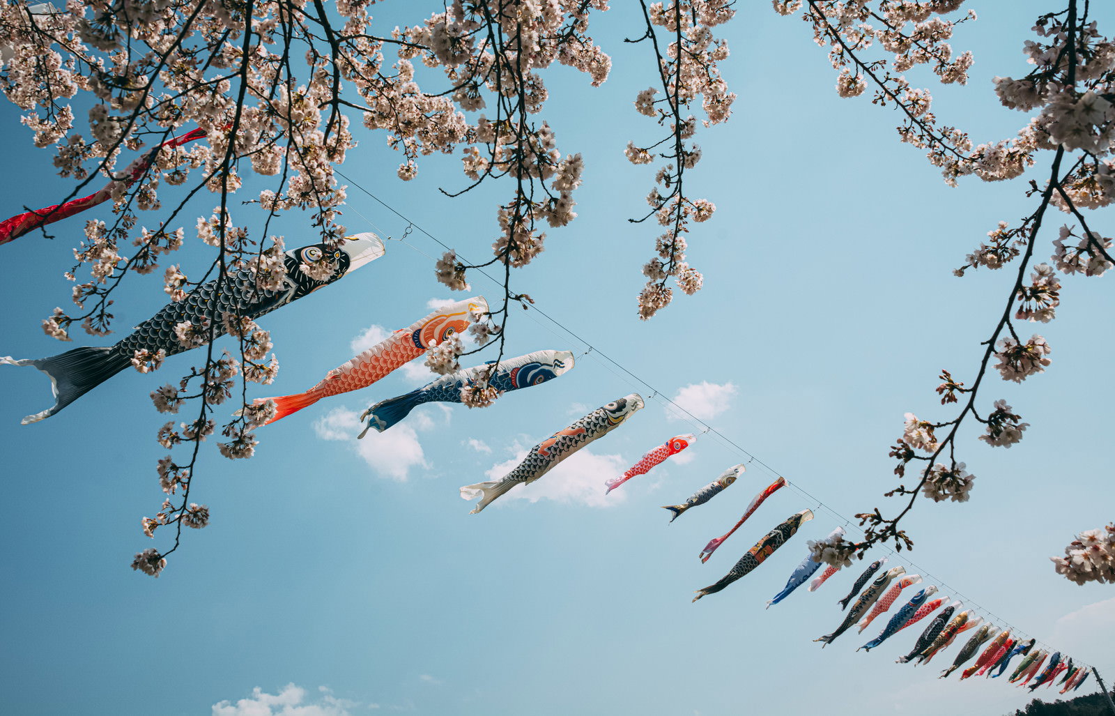 青空に泳ぐカラフルな鯉のぼりを桜の枝越しに撮影した写真